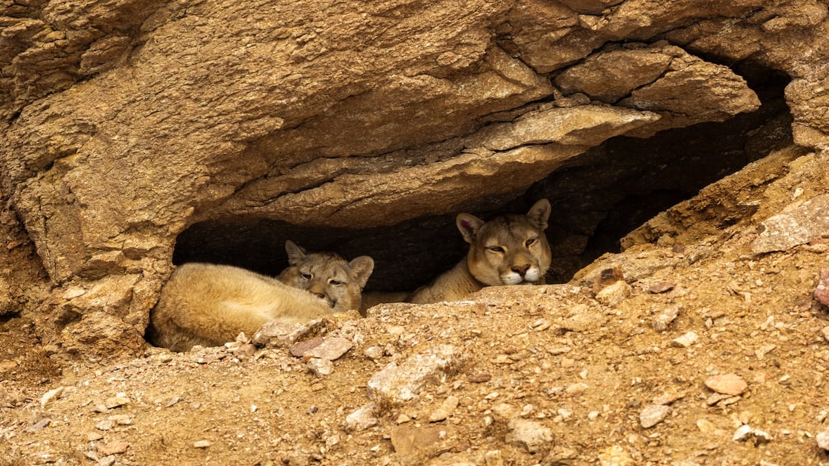 Tras las huellas del puma: una expedición de tres días desde Perito Moreno por la estepa nevada santacruceña