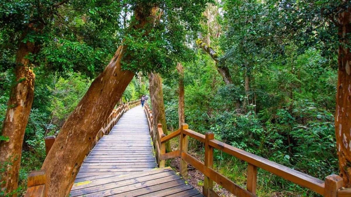La península de Quetrihué: un bosque de arrayanes a 470 kilómetros de Neuquén capital