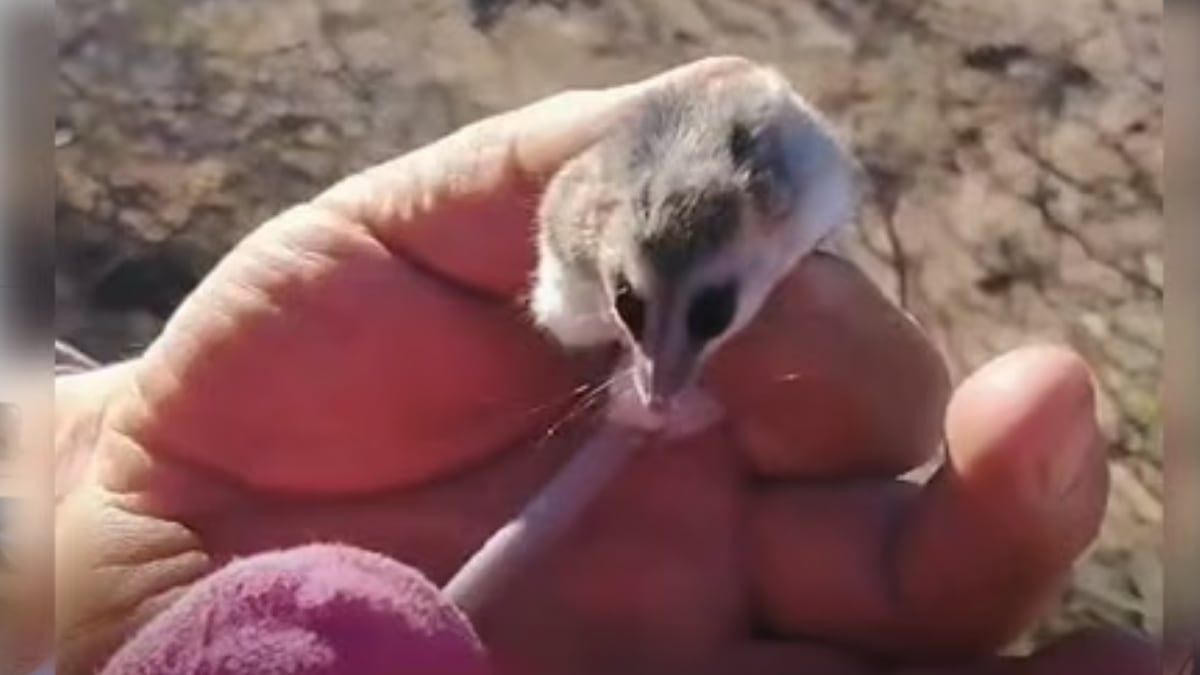 Una comadrejita entre la leña: lo que aprendí acompañando a los guardafaunas en la estepa neuquina