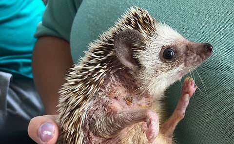 Un criadero clandestino de erizos africanos en Neuquén terminó con cinco animales rescatados y dos personas infraccionadas