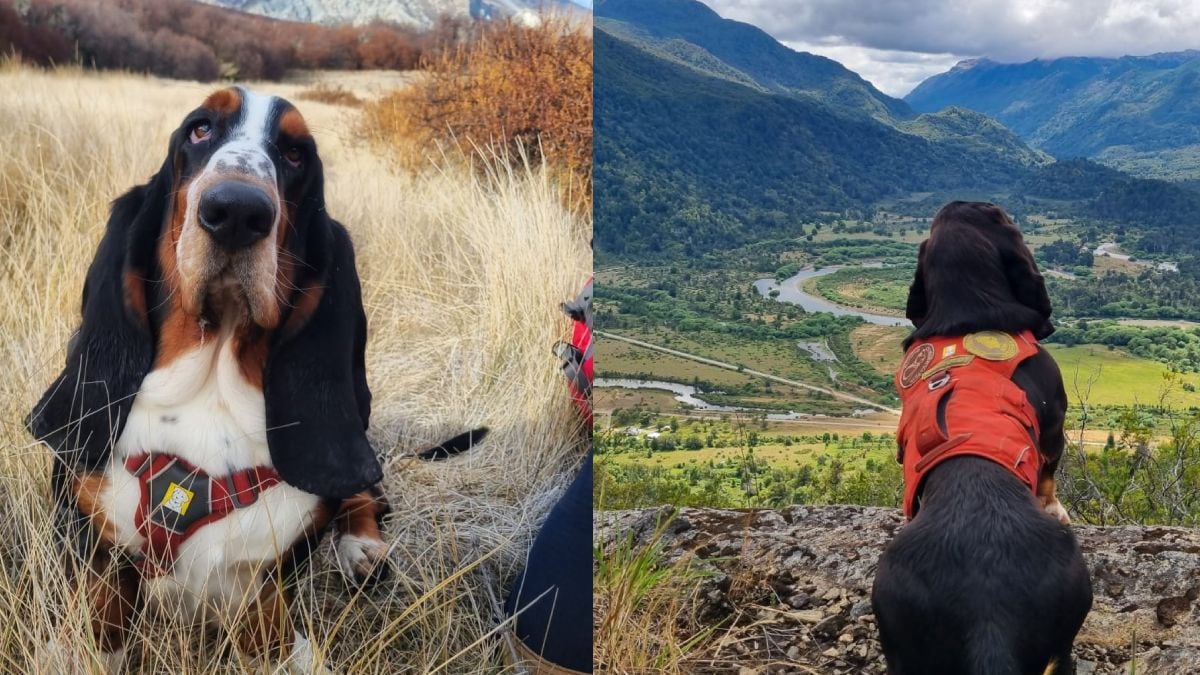 Humboldt, el basset hound que se sienta en el bosque patagónico y le cambia la vida a los científicos