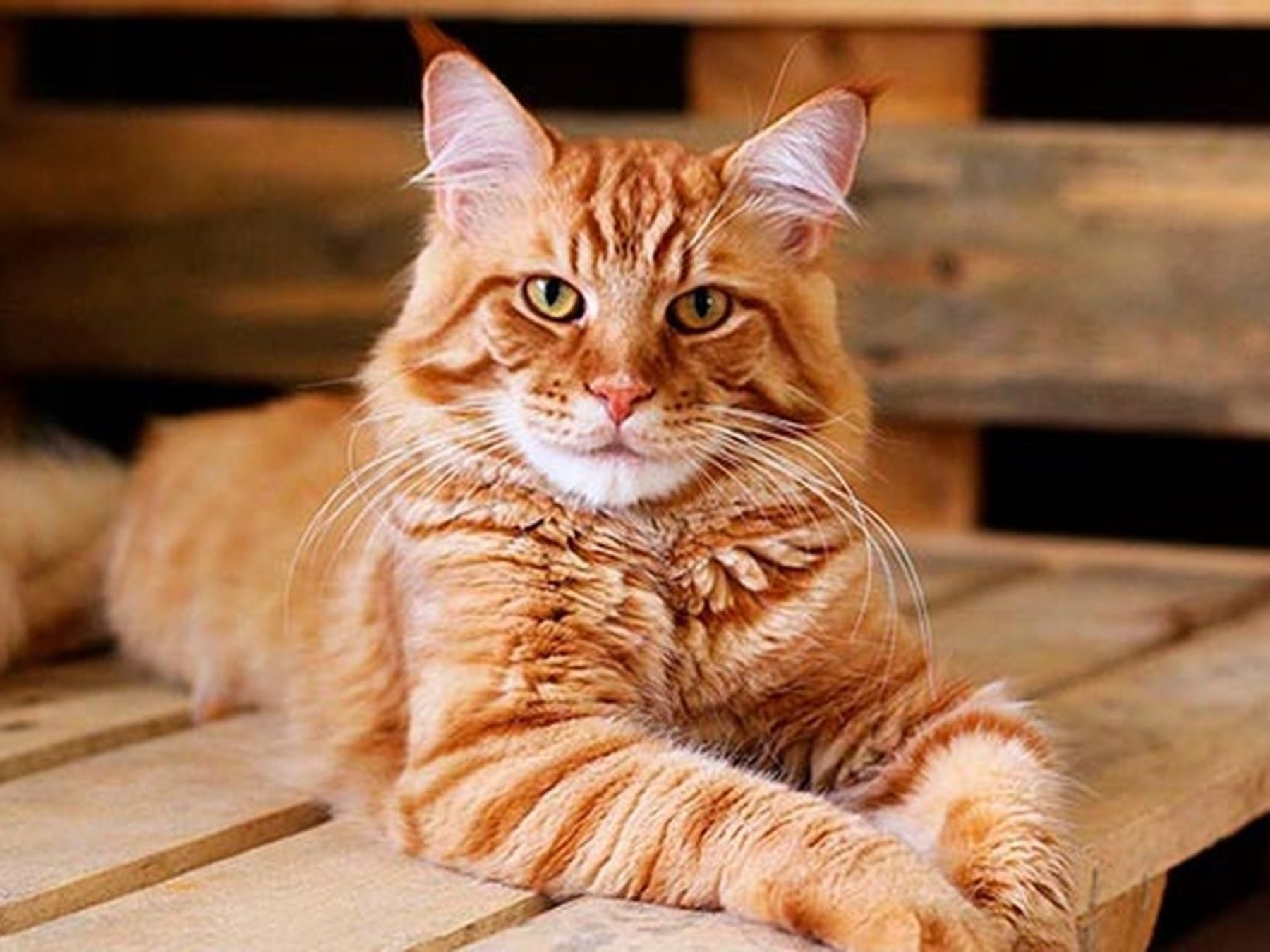 Mascotas que se mudan a la altura: por qué los gatos se quedaron con el living del 52% de los hogares argentinos