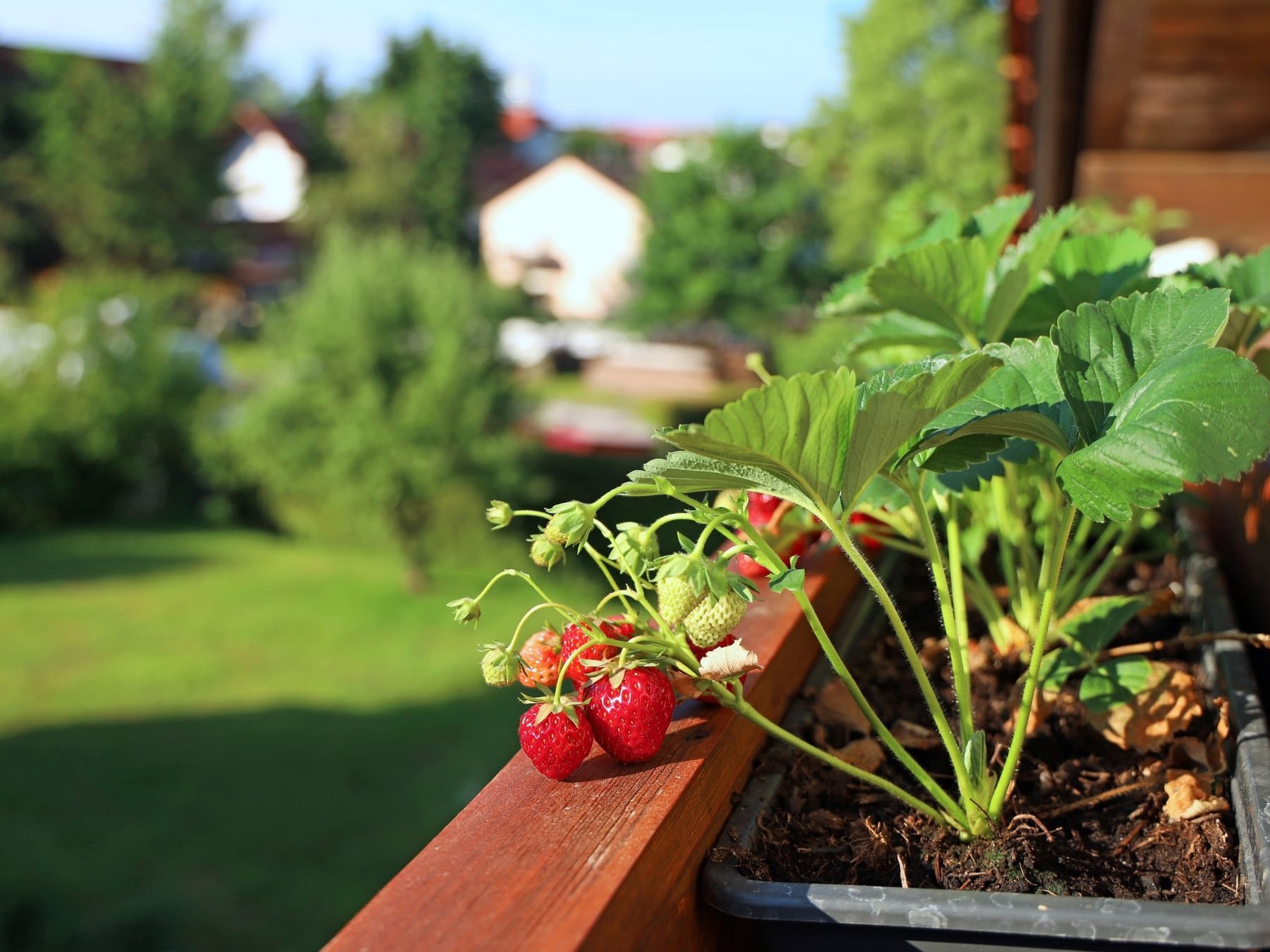 La huerta de primavera se mimetiza con el jardín y cambia la cara de la casa