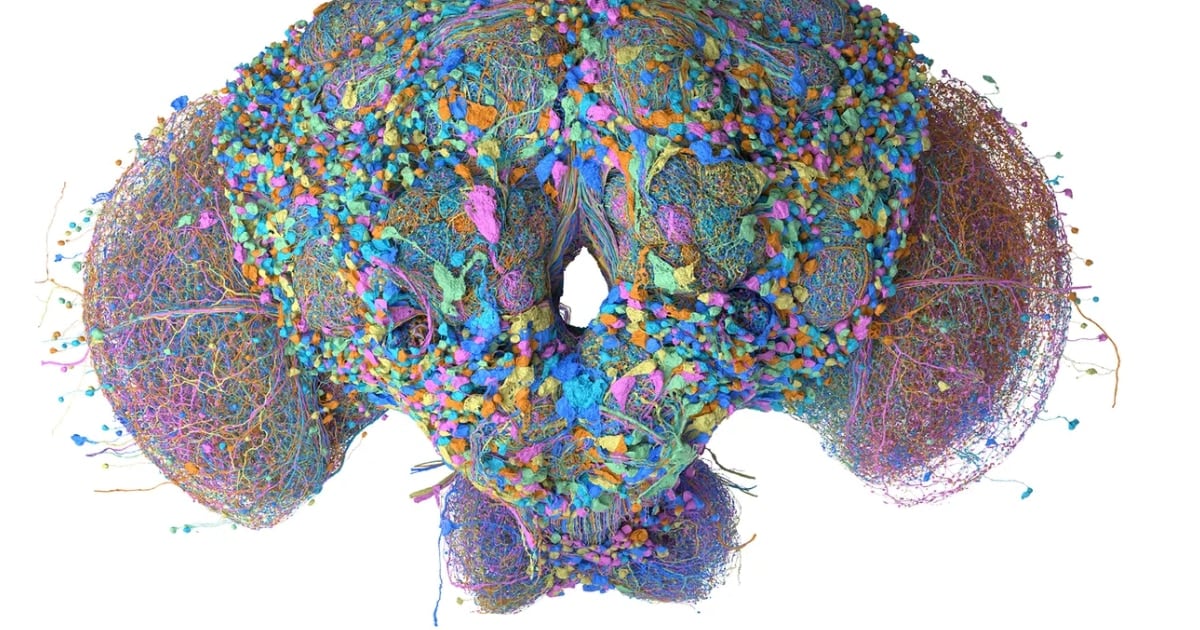 Le metieron el cerebro de una mosca a un Excel y casi funciona