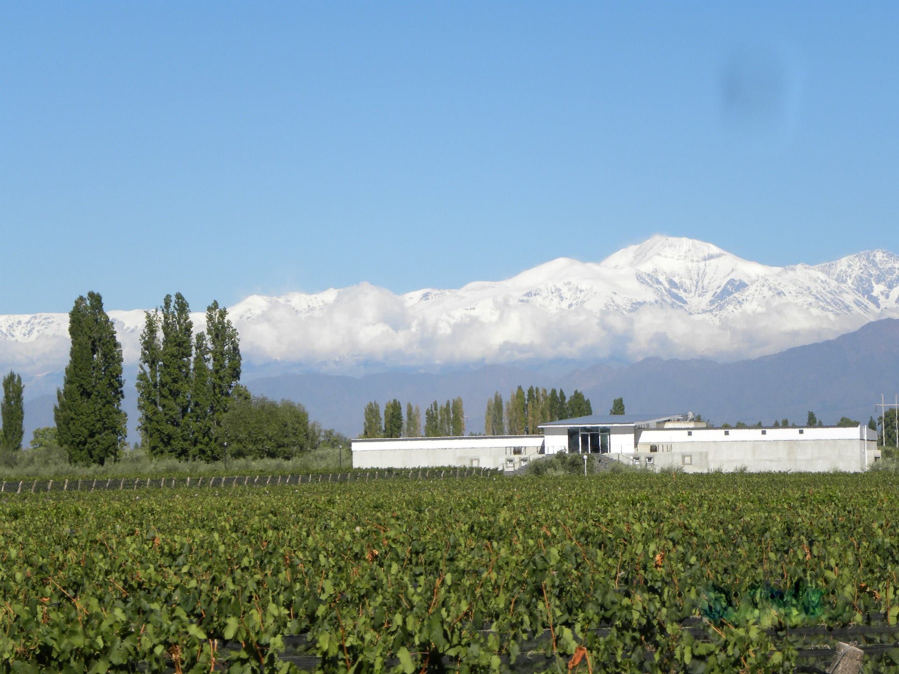 Chacras de Coria, el pueblo mendocino que se reinventó alrededor del vino, la mesa y la música