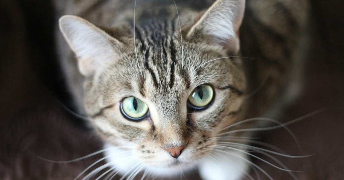 Un parásito que cruza la frontera entre gatos y humanos: qué encontró un megaestudio en América del Norte