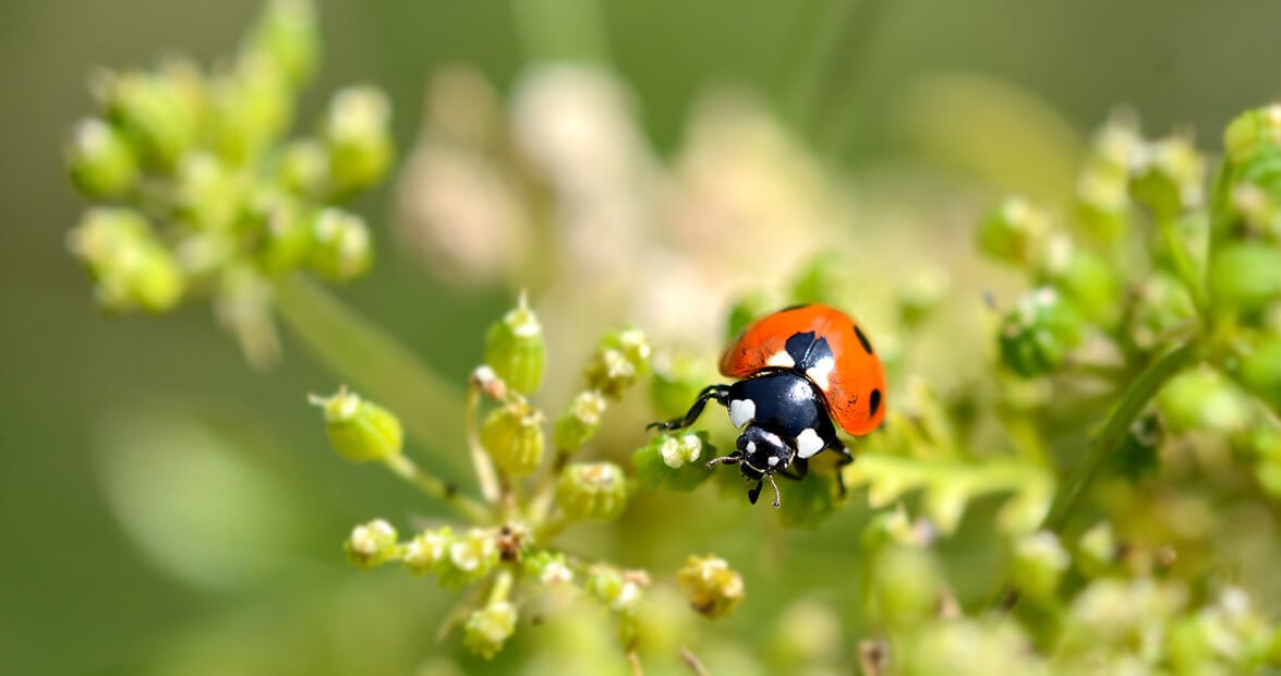 Cuatro recetas de la huerta para defender el jardín sin química cuando llegan las plagas de primavera