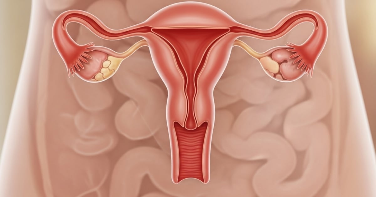 El ovario no se apaga después de la menopausia: qué descubrió un estudio reciente en mujeres de hasta 75 años