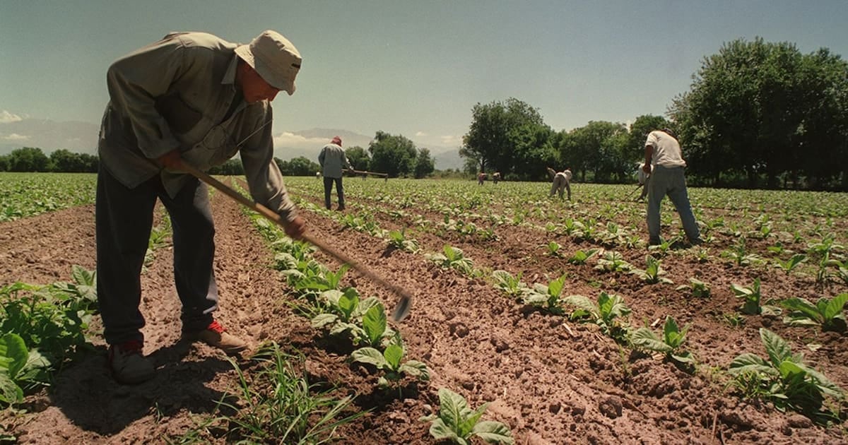 El Gobierno extendió por un año el piso de asignaciones para los temporarios del agro