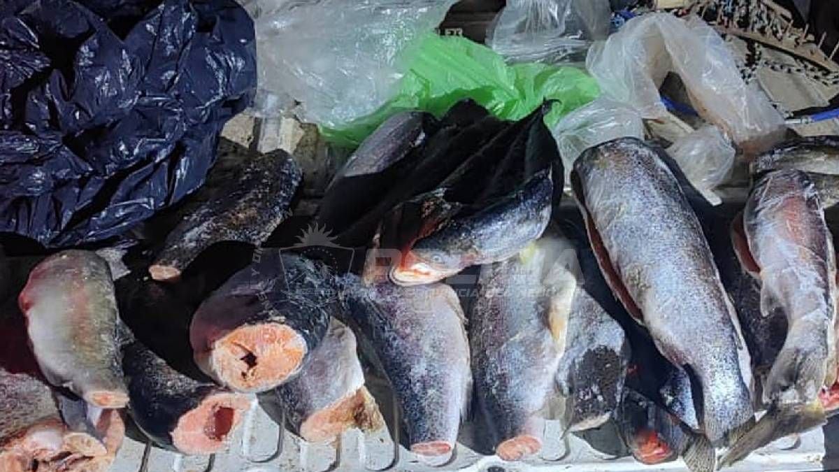 Antes del 1 de noviembre, la ventana de pesca en dos embalses neuquinos se cierra con cupo y controles sobre la ruta 237